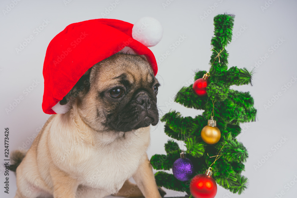 cute Christmas pug puppy dog wearing red santa hat hanging with paws on ...
