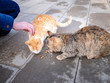 © romensky - The hand of a teenage girl with food and two hungry stray cats on the street eat food on the pavement