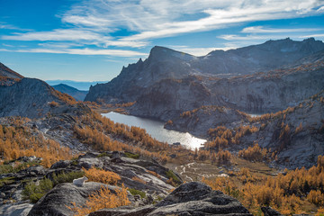 Wall Mural - A lone mountain goat admiring the larch forest from a cliff - Washington state