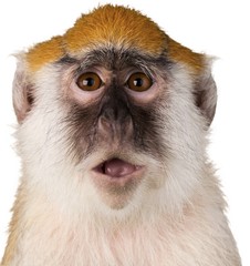 Wall Mural - Monkey With Mouth Open Close-Up - Isolated