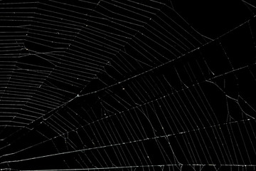 Wall Mural - real spider web isolated on black