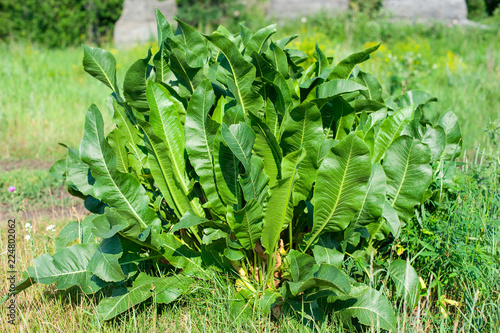 Fotomural Shrubs of green horseradish leaves