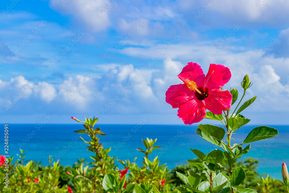 沖縄石垣島 ハイビスカス 南国イメージ の Stock フォト | Adobe Stock