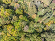 autumn forest top view landscape. forest trees in autumn season