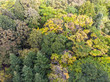 autumnal trees with colorful foliage. autumn forest scenic view. aerial photo 