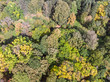 aerial view over trees in autumn forest with vibrant colors leaves