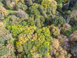 aerial top view of woods during autumn season in warm colors