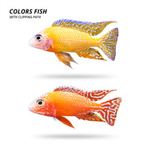 Colors Fish Isolated On White Background. Beautiful Cichlids. ( Clipping Path )