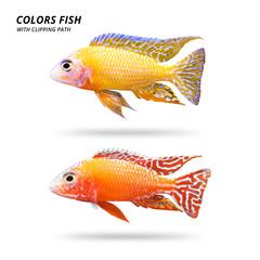 Wall Mural - Colors fish isolated on white background. Beautiful cichlids. ( Clipping path )