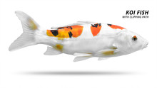 Koi Fish Isolated On White Background. Colorfuls Carp Fish. ( Clipping Path )