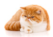 Portrait of Red White Exotic Cat on a white background