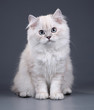 © adyafoto - Cute fluffy British cat on a gray background