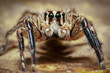 © WWC - Macro of a jumping spider