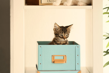 Wall Mural - Box with cute little kitten on shelf