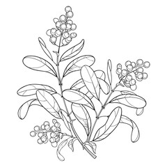 Vector branch with outline poisonous plant Privet or Ligustrum. Fruit bunch, berry and ornate leaf in black isolated on white background. Contour Privet tree for autumn design or coloring book.