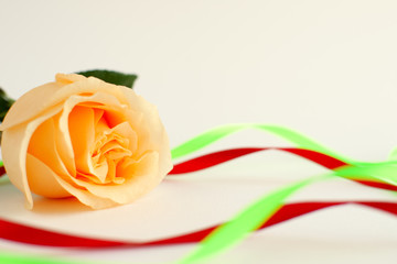 Wall Mural - White rose and decorative ribbons. Macro. White rose on a white background and bright satin ribbons. There is space for text. Flower close-up. Isolate.