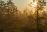Fototapeta  - Beautiful foggy and sunny morning in bog area