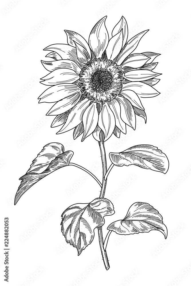 Sketch pen and ink vintage sunflower illustration, draft silhouette ...