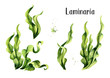 Laminaria seaweed, sea kale. Algae composition set. Superfood. Watercolor hand drawn illustration, isolated on white background