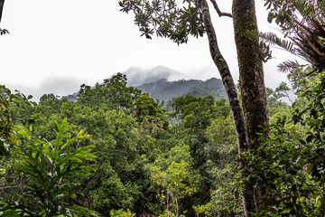 Wall Mural - Scenic view of tropical rainforest