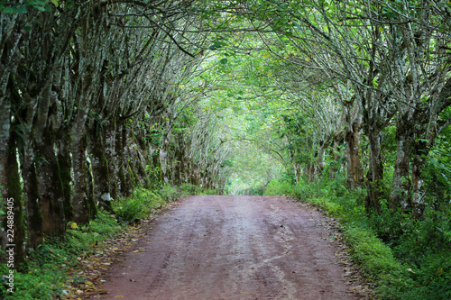 Fotografie, Obraz canopy of green leafted trees over road to tortoise preserve, Galapagos Islands