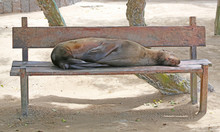 Sleeping Sea Lion On Bench, Galapagos  Islands, Eucador