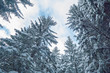 canvas print picture - Winterlandschaft Winter Wald Schnee Baum Winterwald Schneelandschaft 