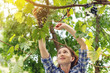 © Artem - Girl winemaker harvesting clusters of Merlot red grapes in the vineyard for wine production