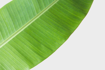 Wall Mural - banana leaf Isolated on white background with clipping path.