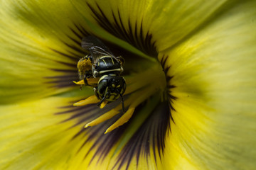 Bee collecting pollen on yellow flower