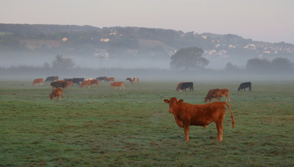 Wall Mural - Herd of cows graze on the farmland in the misty morning in Devon