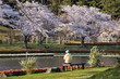 Travel to see Cherry blossom in Hamamatsu flower park, Shizuoka, Japan