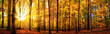 Wald Panorama mit Sonne im Herbst, stimmungsvolles Licht