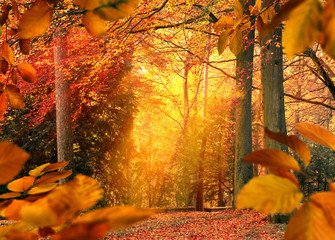 Wall Mural - Herbst im Wald, Szene mit stimmungsvollem Licht