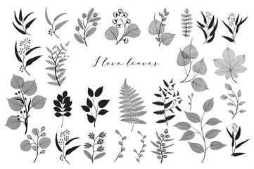 Big set of branches and leaves, fall, spring, summer. Vintage botanical illustration,  floral elements in black design on white background