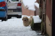 Bolognese dog outside in winter