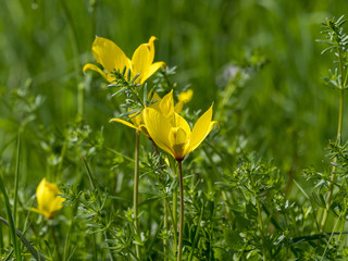 Tulipes sauvages ou tulipes des bois (Tulipa sylvestris).