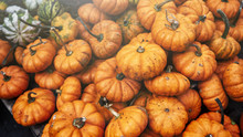 Small Pumpkins For Sale