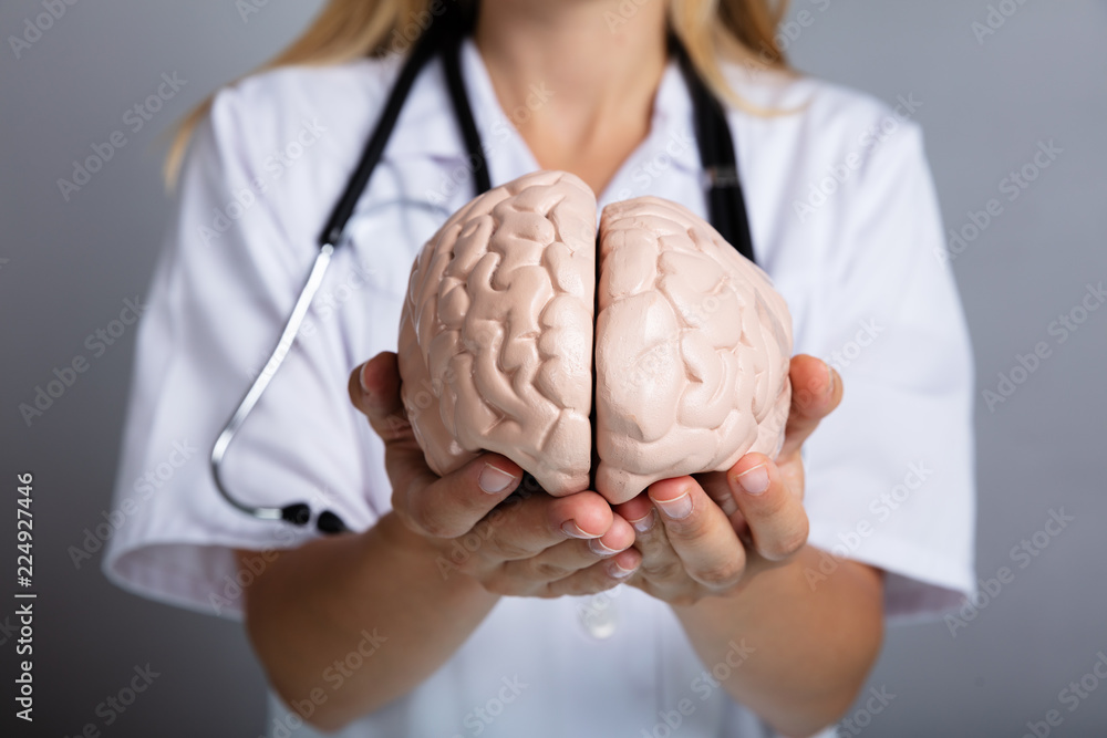 Doctor Holding Human Brain Model - obrazy, fototapety, plakaty 