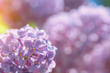 bright lilac bloom on blue sky background / fleeting moment in early summer