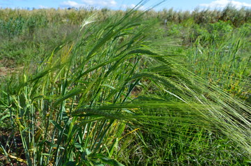 Wall Mural - Wheat spiike in field