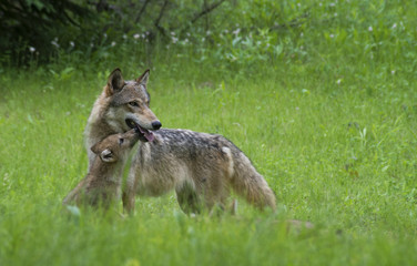 Coyote adult and wolf pups playing together.