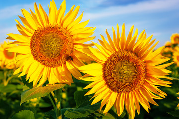 Blooming sunflower field