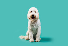 Golden Doodle Dog On Isolated Colored Background