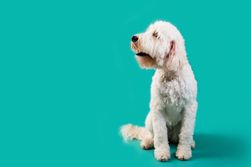 Wall Mural - Golden Doodle Dog on Isolated Colored Background