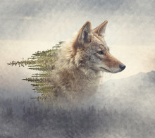 Double Exposure Of Coyote Portrait And Pine Forest