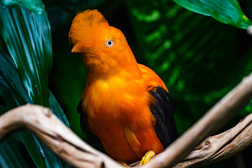 Wall Mural - Orange Andean Cock of the Rock Bird