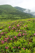 Flowes in the mountains. Rhododendron