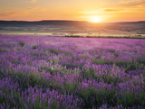 Fototapeta Kwiaty - Meadow of lavender at sunset.