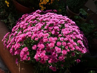 Blooming pink dahlias by a roadside garden